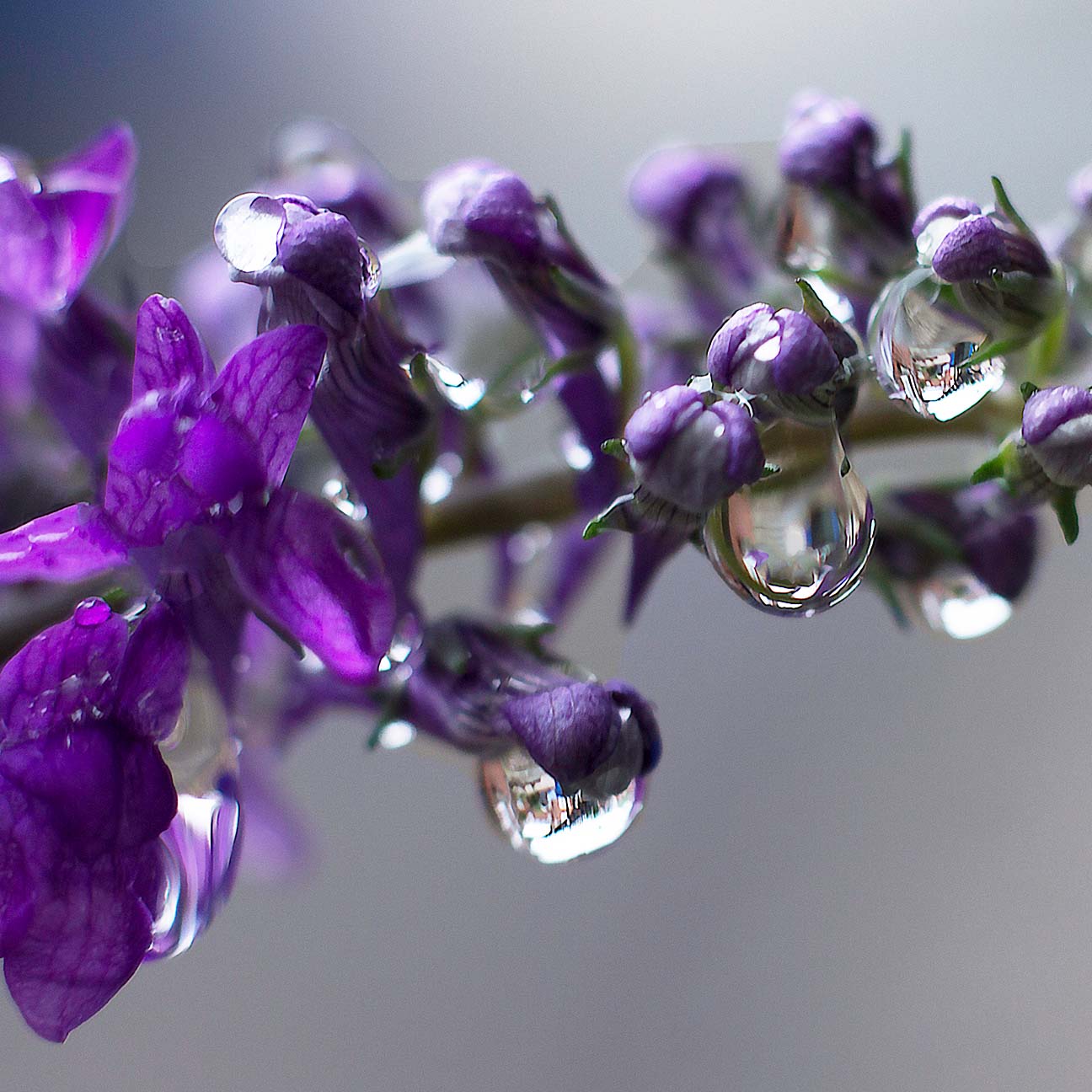 N Lavandula Angustifolia(Lavender) Water image 1